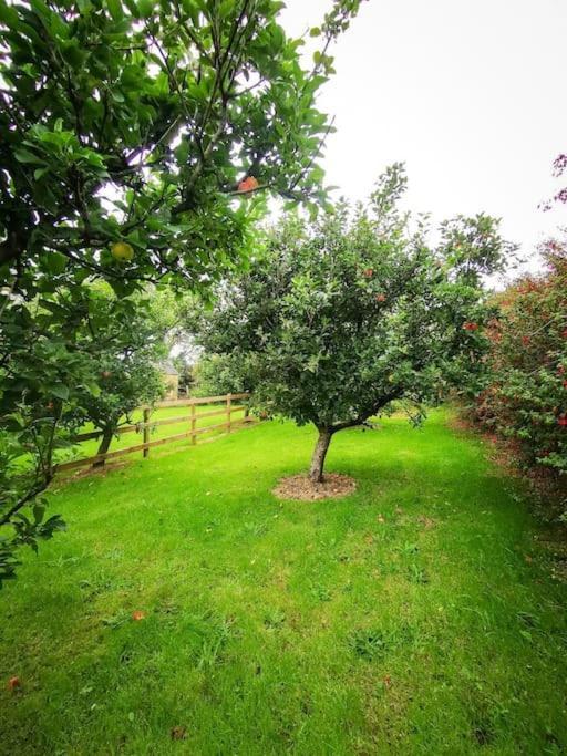 Orchard Cottage Dingle Kültér fotó